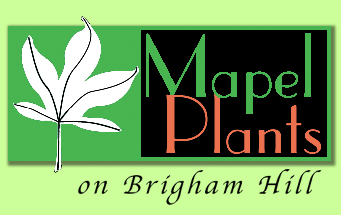 Maple Plants