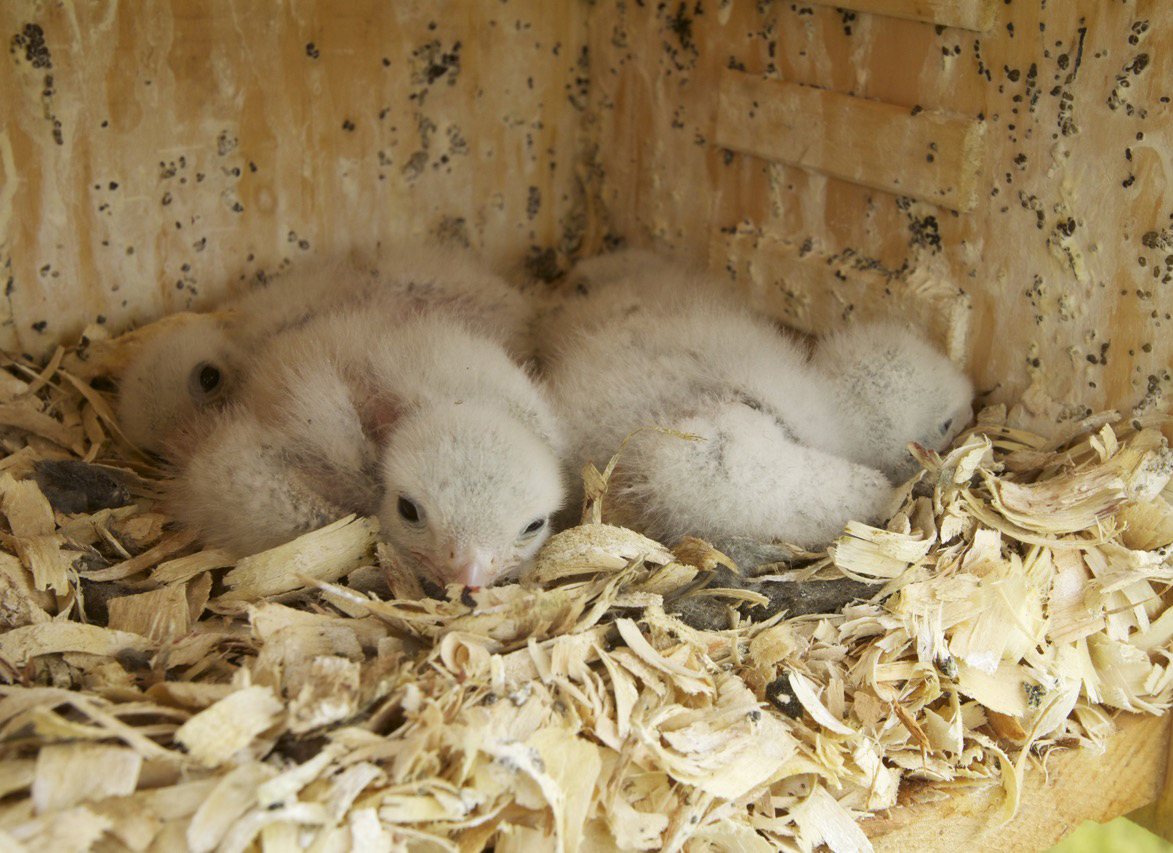 American kestrel hatchlings.