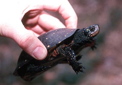 Spotted Turtle [Image credit: Troy Gipps]